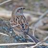 tree-sparrow-portrait-from-the-back