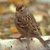 white-crowned-sparrow-juvenile-2