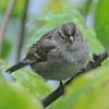 white-crowned-sparrow-juvenile