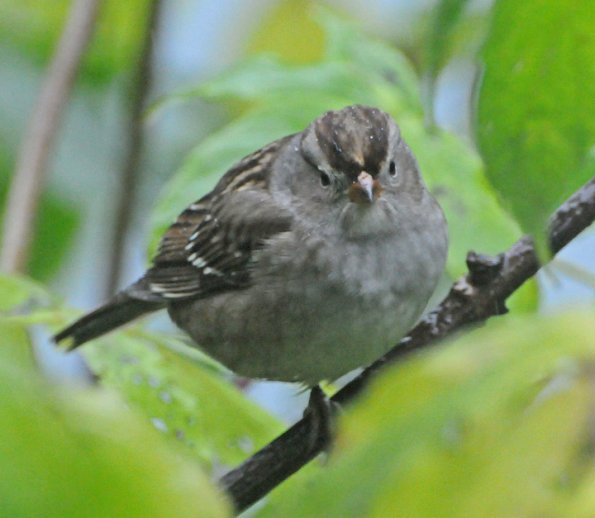 white-crowned-sparrow-juvenile