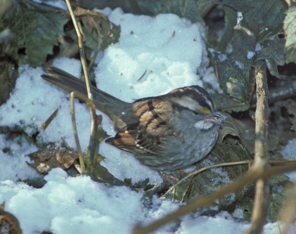 white-throated-sparrow-adult