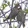 Bohemian-Waxwing-feeding-mate