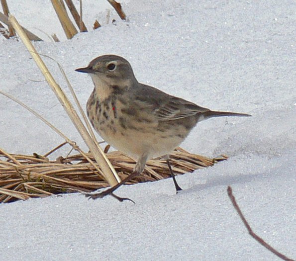 american-pipit-adult-in-may-juneau
