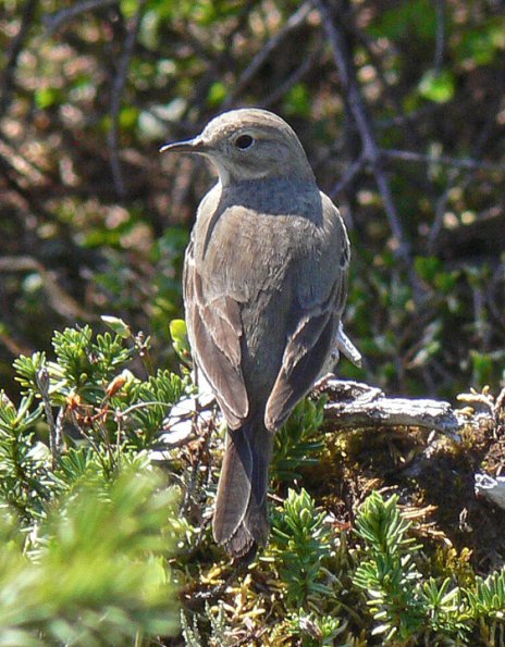 american-pipit-from-the-back