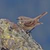 american-pipit-in-the-alpine