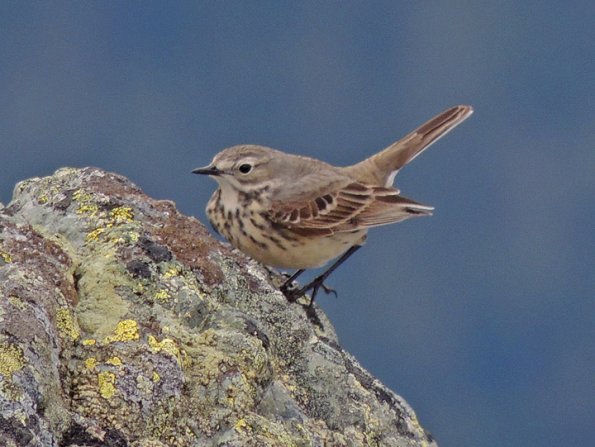 american-pipit-in-the-alpine