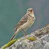american-pipit-july