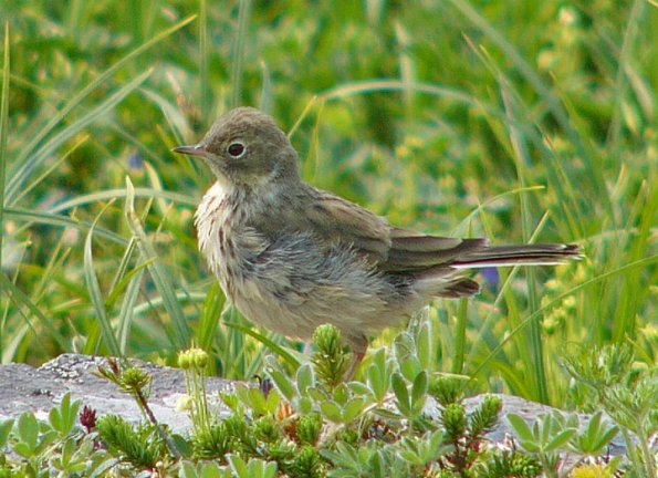 american-pipit-juvenile-juneau