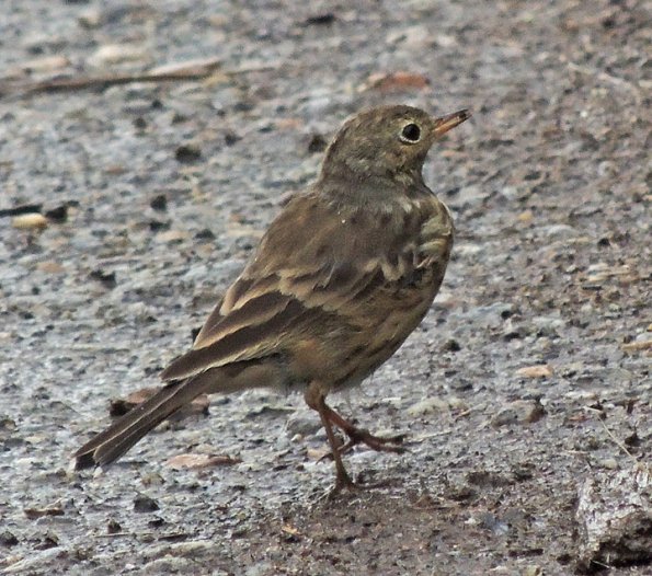 american-pipit