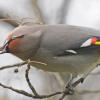 bohemian-waxwing-after-mtn-ash-berry
