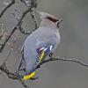 bohemian-waxwing-portrait-1