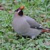 bohemian-waxwing-with-mtn-ash-berry