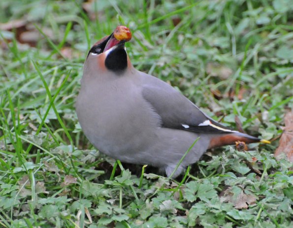 bohemian-waxwing-with-mtn-ash-berry
