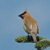 cedar-waxwing-adult