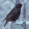 european-starling-breeding