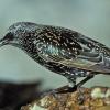 european-starling-winter-adult