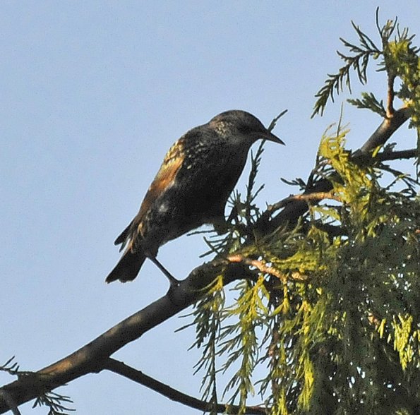 european-starling