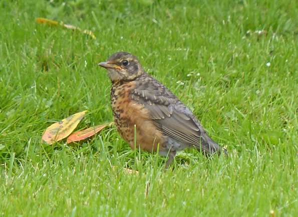 American-Robin-juvenile-July-11-2015