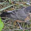 american-robin-2-juvenile