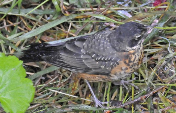 american-robin-2-juvenile