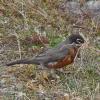 american-robin-adult-gathering-nest-material