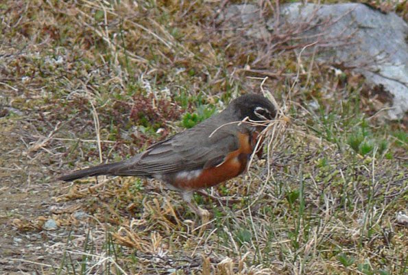 american-robin-adult-gathering-nest-material