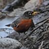american-robin-adult-male-feeding-on-leeches