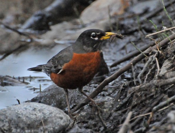 american-robin-adult-male-feeding-on-leeches