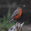 american-robin-adult-male-with-leeches
