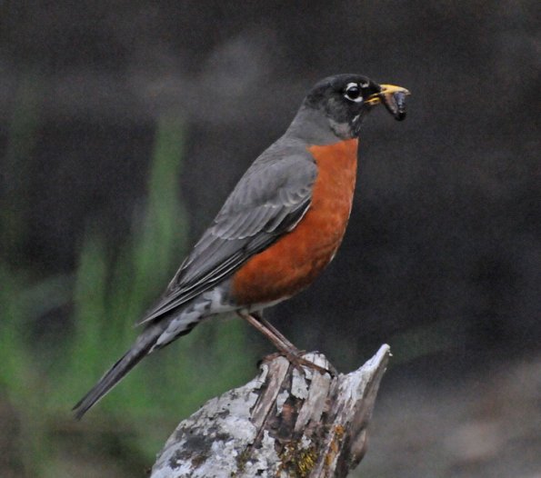 american-robin-adult-male-with-leeches