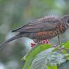 american-robin-juvenile-with-elderberry