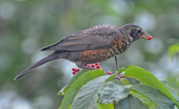 american-robin-juvenile-with-elderberry