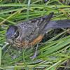 american-robin-juvenile