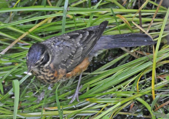 american-robin-juvenile