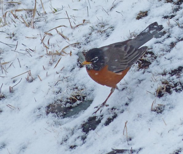 american-robin-on-may-19-in-juneau