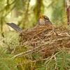 american-robin-on-nest-gustavus