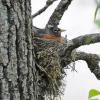 american-robin-on-nest