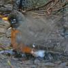 american-robin-taking-a-bath-1
