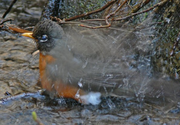 american-robin-taking-a-bath-1