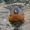 american-robin-taking-a-bath-2