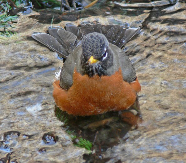 american-robin-taking-a-bath-2