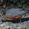 american-robin-with-food