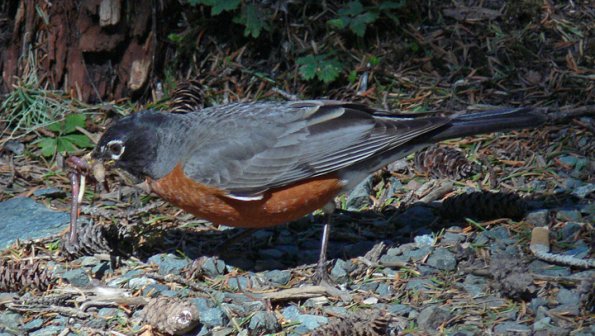 american-robin-with-food