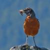 american-robin-with-possible-caterpillars-alpine