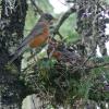 american-robin-with-young-at-nest