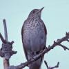 gray-cheeked-thrush-1