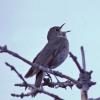 gray-cheeked-thrush-singing