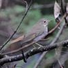 hermit-thrush-adult-1
