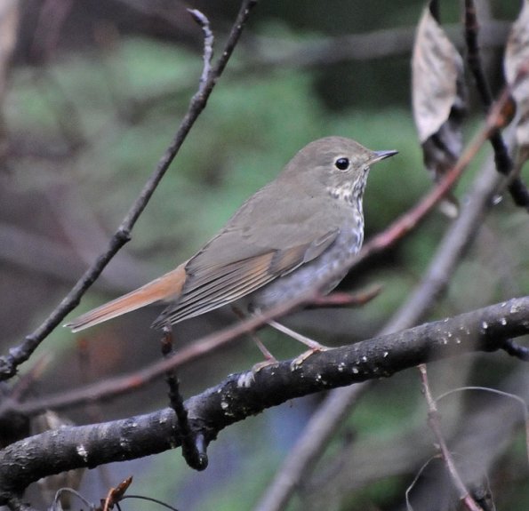 hermit-thrush-adult-1
