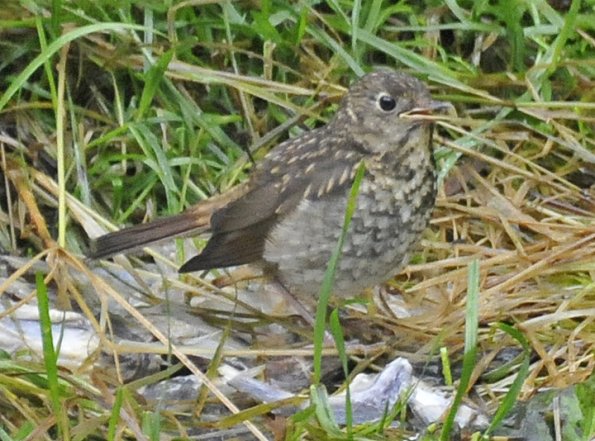 hermit-thrush-juvenile-1_1316371374